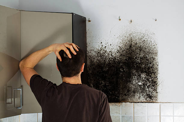 Best Mold Odor Removal Services  in St Augustine, FL